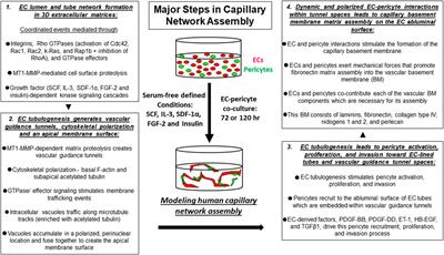 Frontiers Molecular Basis For Pericyte Induced Capillary Tube Network